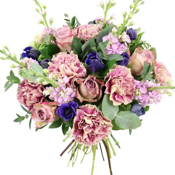 Against a smooth, white backdrop, this lavish hand-tied bouquet is shown in full detail, almost as if it is waiting on a counter in a Weybridge florist ready to be collected. The centre of the piece is formed by several large garden roses in mellow, romantic shades: soft blush pink, muted dusty rose, and antique mauve. Their spiralling petals open generously, each bloom layered and full, creating a focal point that feels both classic and contemporary. Around these roses, abundant ruffled carnations add texture and volume, their petals fluttering at the edges like fine fabric. Their colouring begins in creamy beige and blush at the centre and grows richer towards the outer edges, where deeper pinks and hints of plum lend richness and warmth. Interspersed throughout are strikingly deep blue-violet flowers, some in tight, elegant buds reminiscent of tulips, others more open. One prominent royal blue anemone faces forward near the base, its dark, nearly black centre bringing a dramatic note that contrasts beautifully with the softer hues. Long, slender stems of stock in lilac and pale lavender stretch upward, carrying clusters of dainty flowers that add vertical lift and an airy, garden-like feel, evoking springtime walks along the Thames Path near Weybridge. Encircling the blooms is a varied mix of greenery: rounded, silvery eucalyptus leaves provide a cool, modern element, while darker, glossy leaves fill spaces and frame the arrangement with natural freshness. The hand-tied stems at the bottom are visible and neatly aligned, suggesting a freshly prepared bouquet ready for flower delivery across Weybridge and neighbouring areas. Overall, the palette of pinks, purples, blues, and greens creates a mood of refined romance, suitable for weddings, anniversaries, or any moment that calls for a thoughtful, elegant gesture.