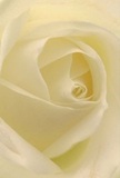 The vantage point draws you into the intimate folds of a cream-white rose, as though you are gently ensconced at its tranquil heart on a still morning in Weybridge. Petals unfurl in a slow spiral-so soft, light, and finely textured, they almost shimmer with dew. Subtle shadows drift between the layers, imparting visual depth and grace, much like the play of cloud and sun over Baker Street's quiet corners. The overall effect is one of peaceful clarity and hopeful warmth, befitting both thoughtful gestures and moments of admiration. This rose becomes a vessel for untold emotions-its understated elegance perfect for conveying sympathy, marking milestones, or celebrating new chapters. The imagined floral scent is barely there yet unmistakably pure, like the first bloom of spring in a Weybridge garden. Every aspect of this composition-from the soothing tones to the flawless form-reflects the care and heartfelt skill of local artisans, ensuring each floral delivery shares the tender spirit and enduring beauty of the Weybridge community.